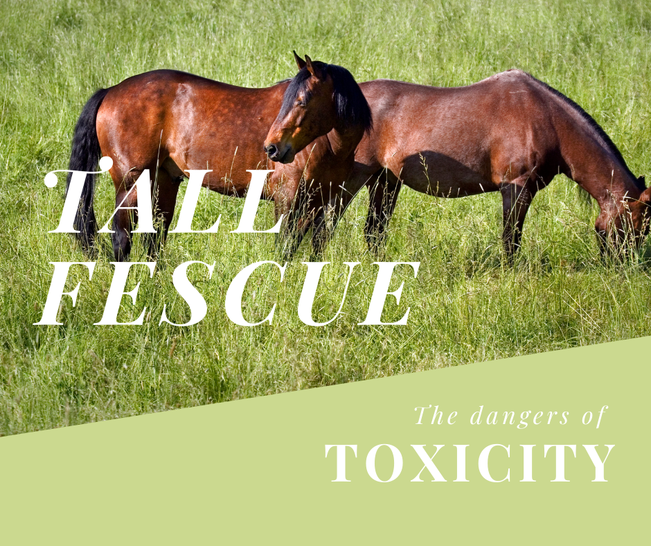 Why is tall fescue grass dangerous for horses? Upon a Horse